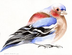 多彩苍头燕雀，2011年，（墨水在纸上）